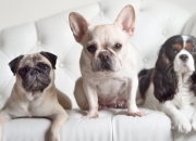 开云体育平台APP-雄鹿压制吉林队，詹姆斯关键先生本色尽显