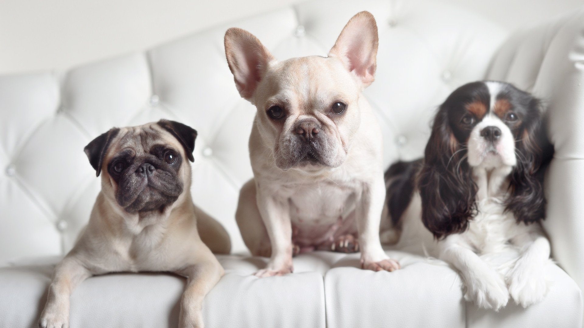 雄鹿压制吉林队,詹姆斯关键先生本色尽显